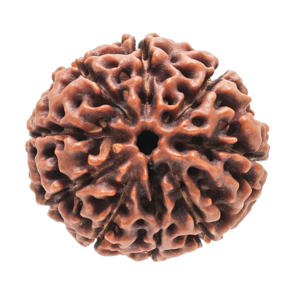 Ganesh Rudraksha